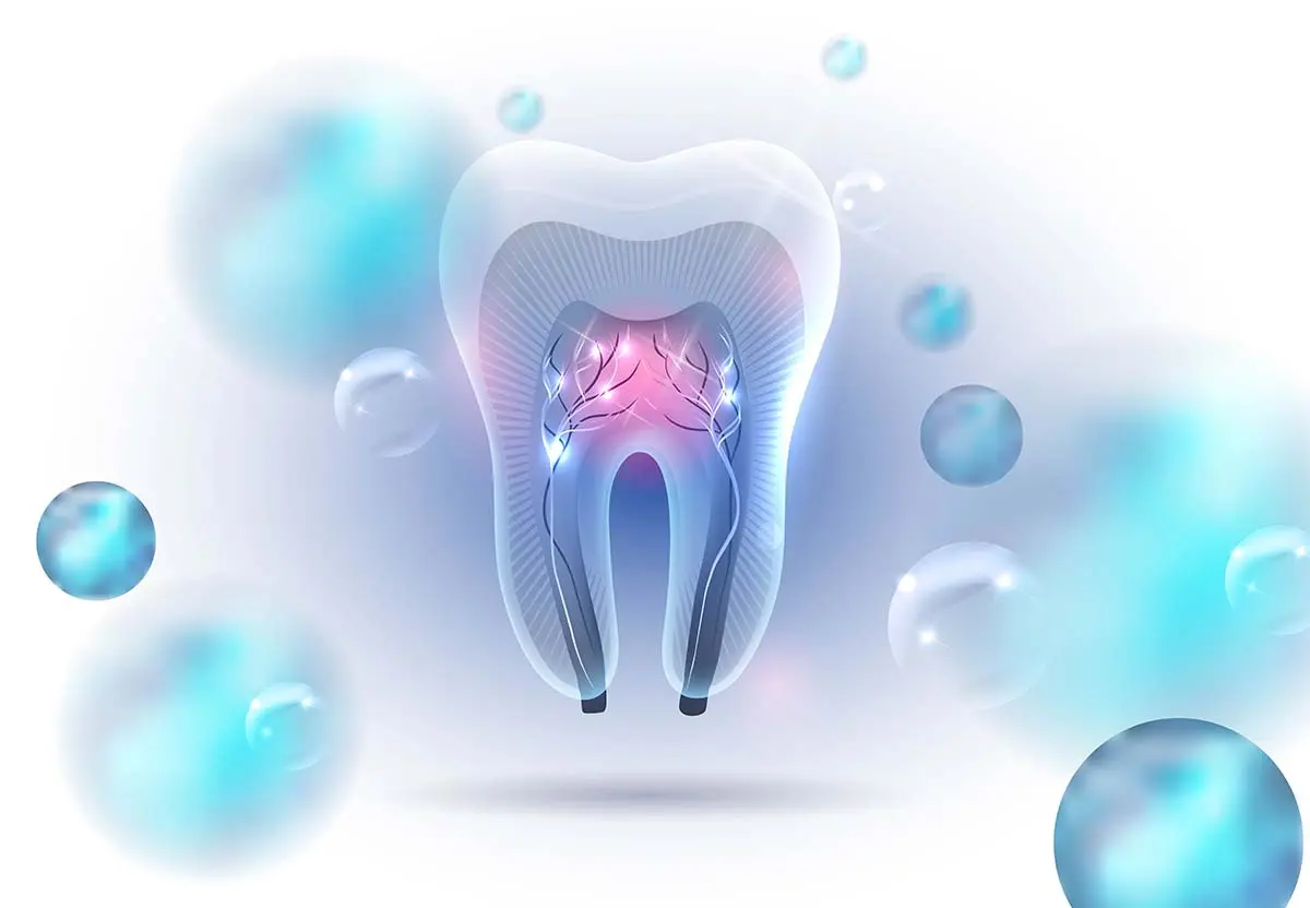 3D Illustration of a Tooth showing canals and roots